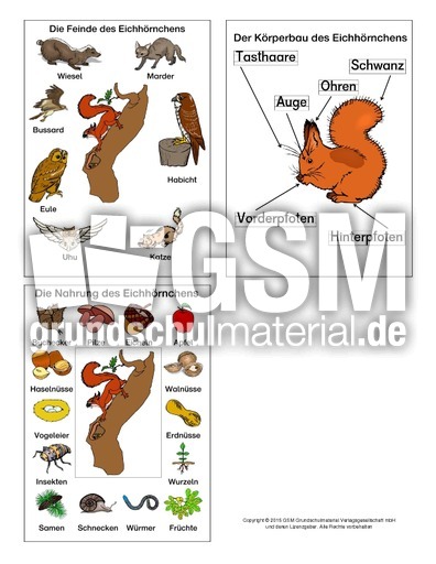 Grafiken-Eichhörnchen.pdf